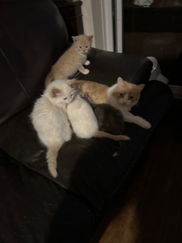 Ragdoll kittens for sale in Salisbury, Wiltshire – 3 months old