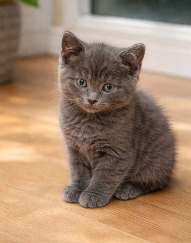 Ragdoll Kittens For Sale Under £300