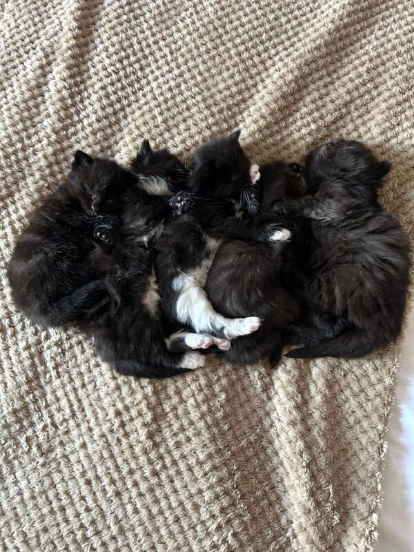 Ragdoll Kittens For Sale Under £300