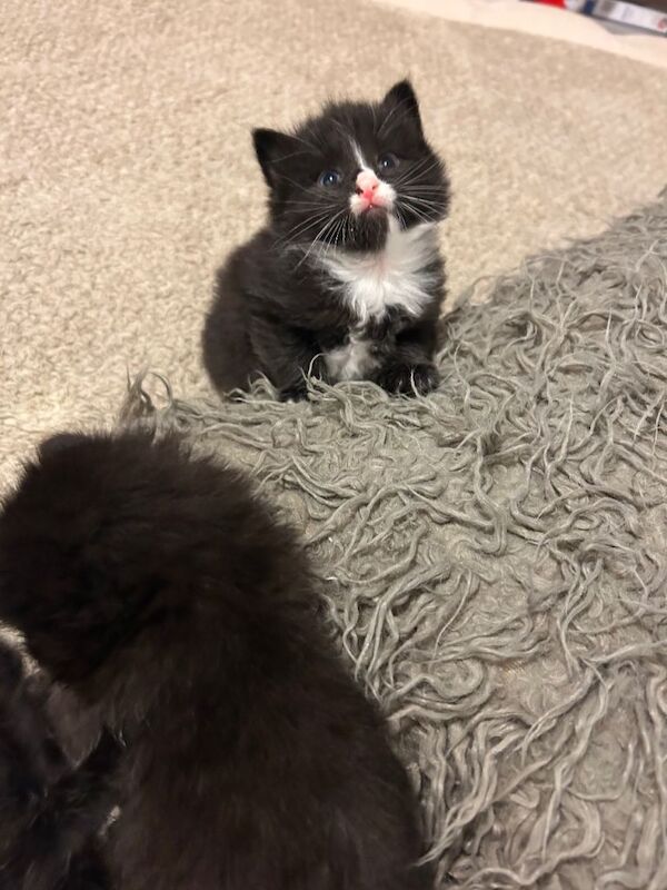 Kittens - Image 2 of 5