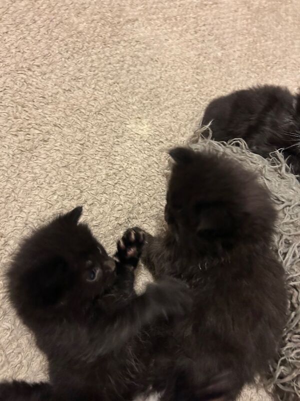 Kittens - Image 3 of 5