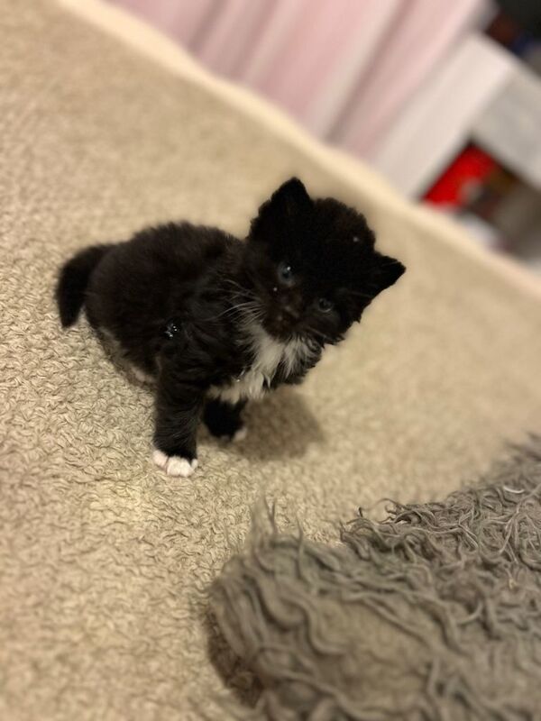 Kittens - Image 4 of 5