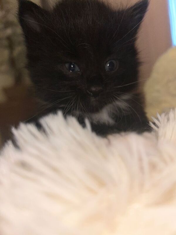 Kittens - Image 5 of 5