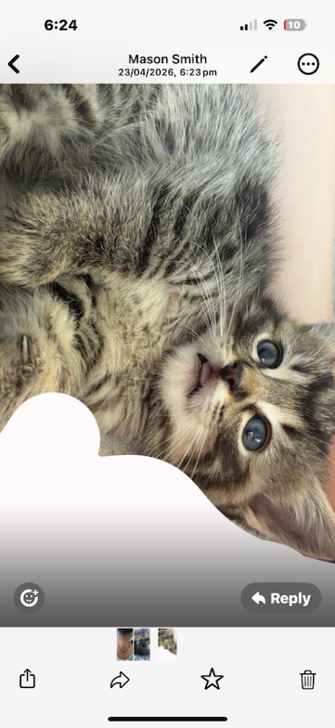 Ragdoll Kittens For Sale