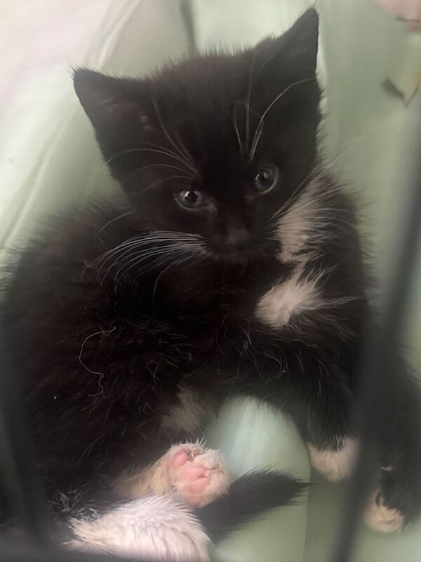 Kittens - Image 2 of 3
