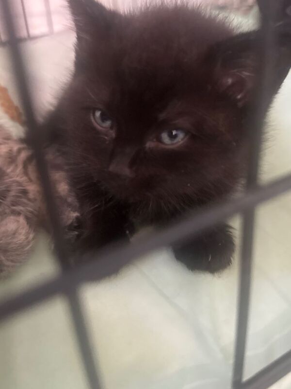 Kittens - Image 3 of 3