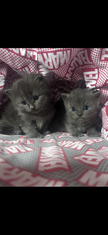 Kittens