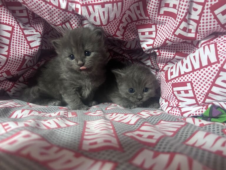 Kittens - Image 2 of 6