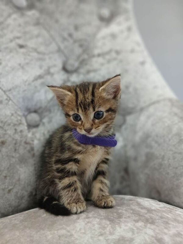 Kittens