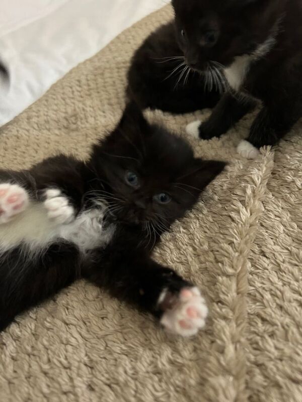 Kittens