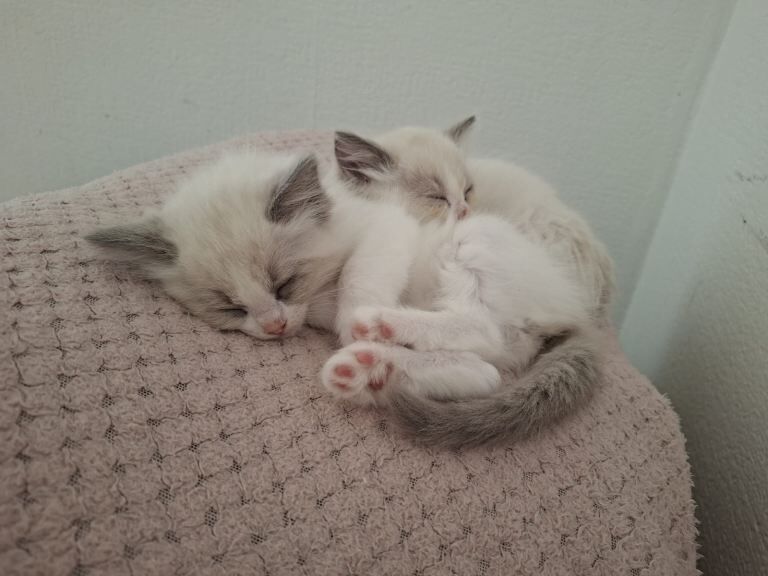 Kittens