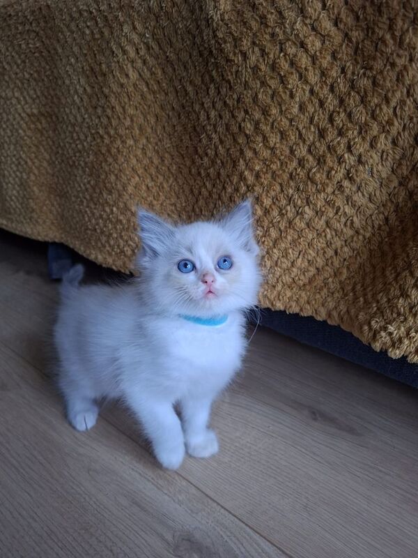 Kittens - Image 2 of 4