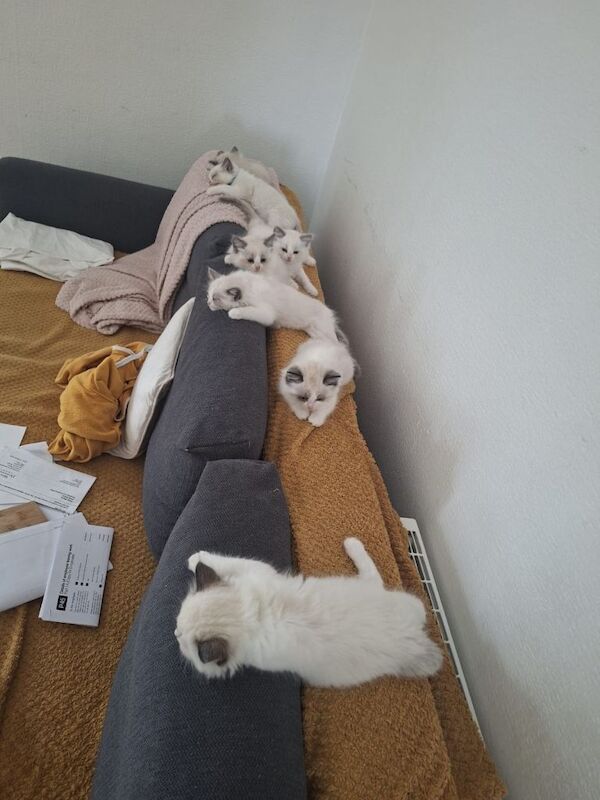 Kittens - Image 3 of 4