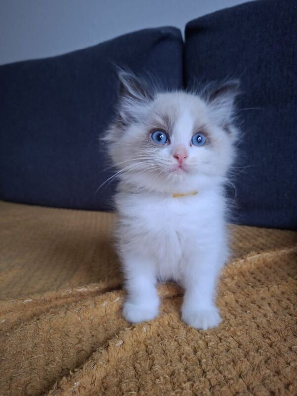 Kittens - Image 4 of 4
