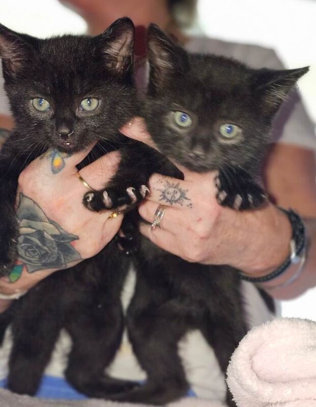 Ragdoll Kittens For Sale