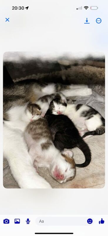 Ragdoll kittens for sale in Kingston upon Hull, East Riding of Yorkshire – 2 weeks old