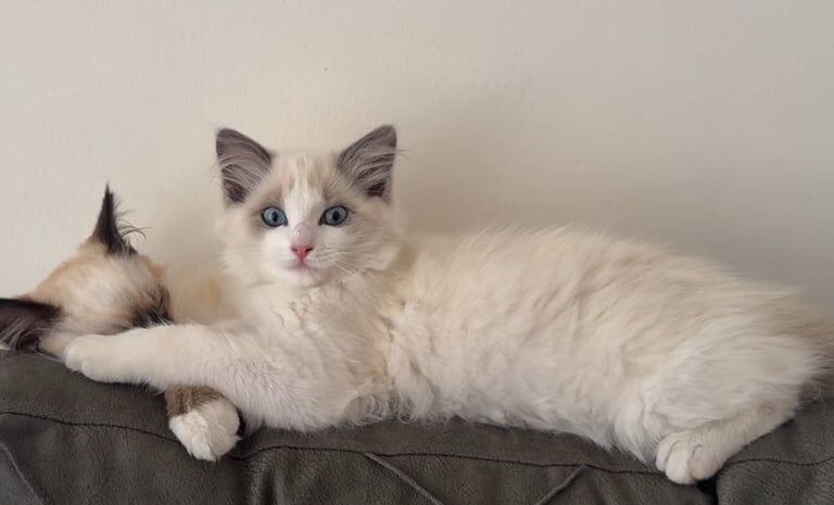 Ragdoll kittens for sale in Dewsbury, West Yorkshire – 5 months old