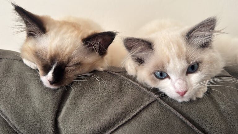 Ragdoll kittens for sale in Dewsbury, West Yorkshire – 5 months old - Image 2 of 3