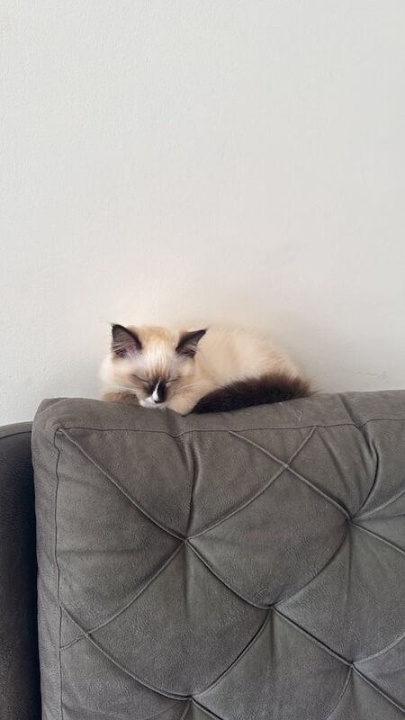 Ragdoll kittens for sale in Dewsbury, West Yorkshire – 5 months old - Image 3 of 3