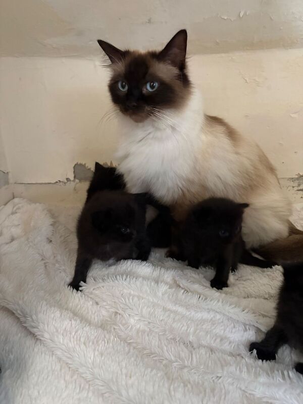 Ragdoll Kittens For Sale Under £300