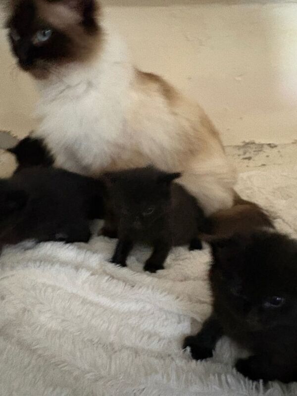 Kittens cross ragdoll - Image 2 of 4