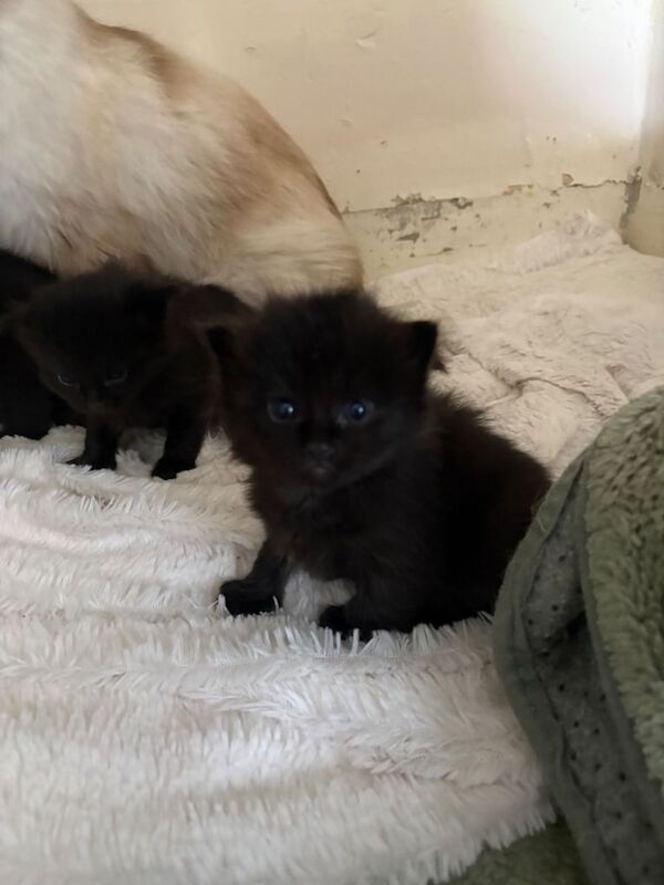Kittens cross ragdoll - Image 3 of 4
