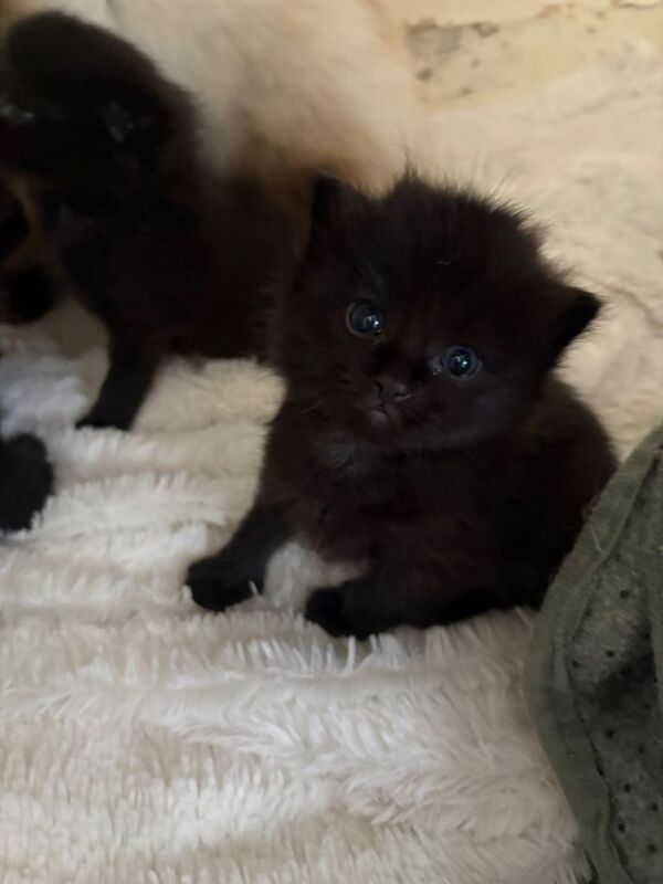 Kittens cross ragdoll - Image 4 of 4