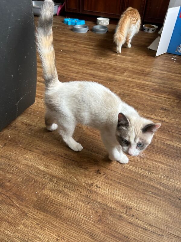 Ragdoll kittens for sale in Salisbury, Wiltshire – 11 weeks old