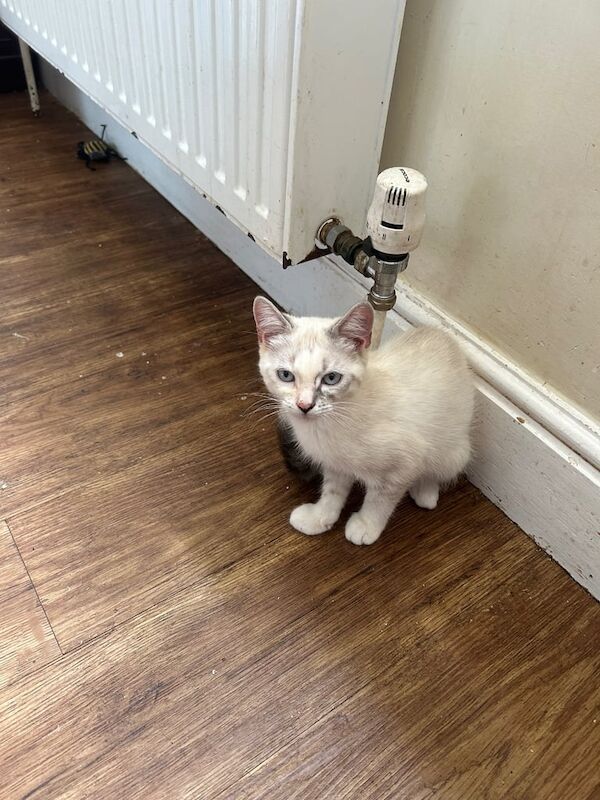 Ragdoll kittens for sale in Salisbury, Wiltshire – 11 weeks old - Image 2 of 3