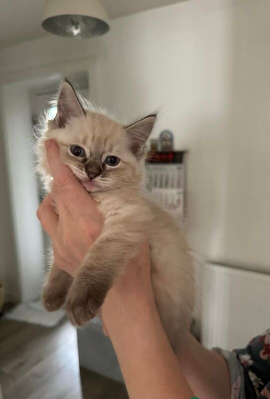 Ragdoll kittens for sale in Ashton-under-Lyne, Greater Manchester – 11 weeks old