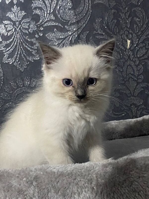 Ragdoll kittens for sale in Ashton-under-Lyne, Greater Manchester – 11 weeks old - Image 2 of 3