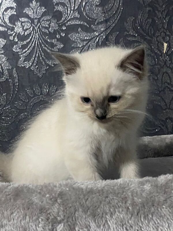 Ragdoll kittens for sale in Ashton-under-Lyne, Greater Manchester – 11 weeks old - Image 3 of 3