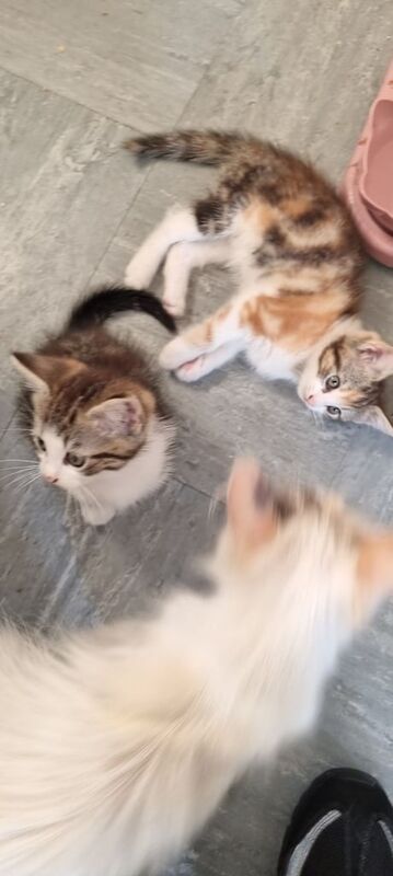 Ragdoll kittens for sale in Birmingham, West Midlands – 3 months old