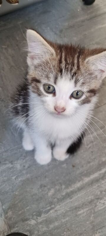 Ragdoll kittens for sale in Birmingham, West Midlands – 3 months old - Image 3 of 3