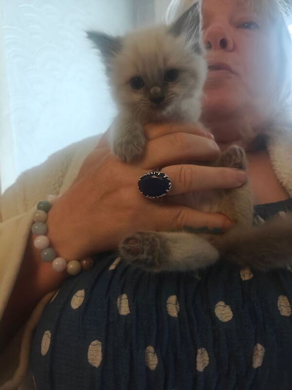 Ragdoll kittens for sale in Falkirk, Stirling and Falkirk – 7 weeks old