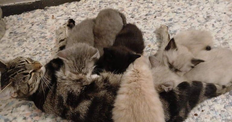 Ragdoll kittens for sale in Bramhall, Greater Manchester – 8 weeks old