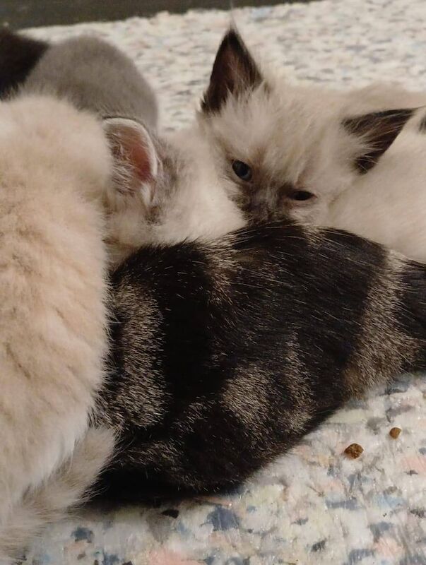 Ragdoll kittens for sale in Bramhall, Greater Manchester – 8 weeks old - Image 2 of 4