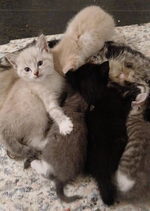 Ragdoll kittens for sale in Bramhall, Greater Manchester – 8 weeks old - Image 3 of 4