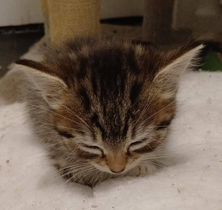 Ragdoll kittens for sale in Bramhall, Greater Manchester – 8 weeks old - Image 4 of 4