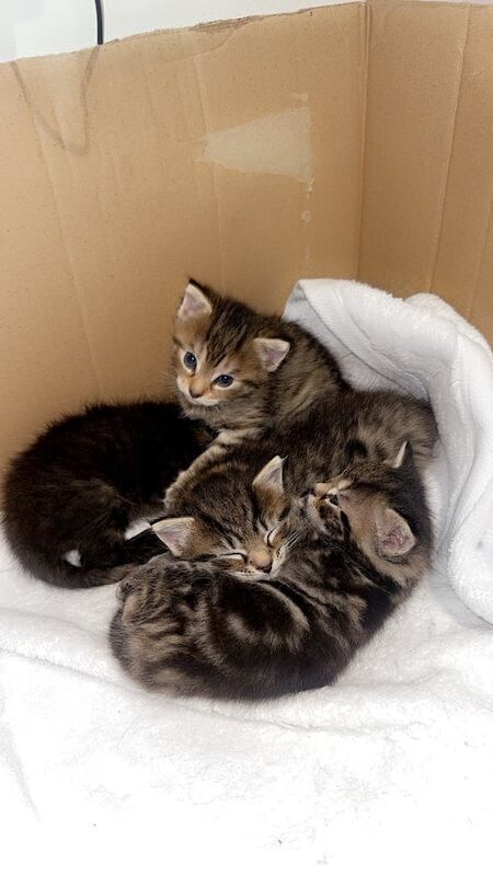 Ragdoll kittens for sale in Bradford, West Yorkshire – 8 weeks old