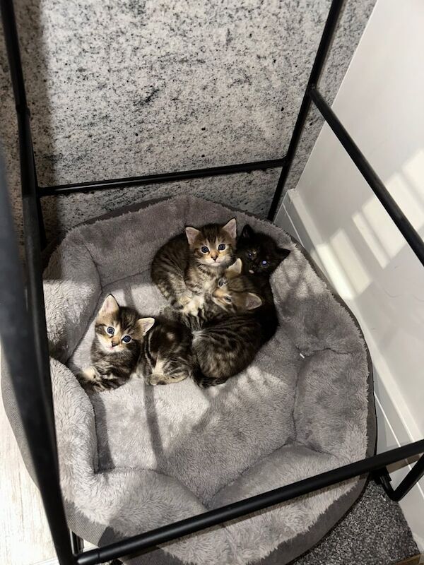 Ragdoll kittens for sale in Bradford, West Yorkshire – 8 weeks old - Image 2 of 3