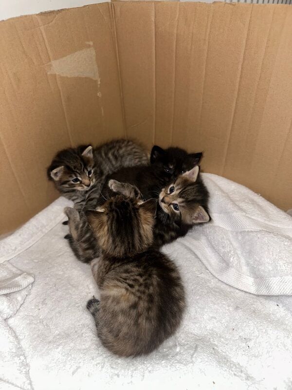 Ragdoll kittens for sale in Bradford, West Yorkshire – 8 weeks old - Image 3 of 3