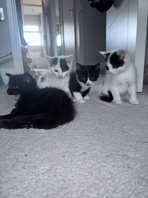 Ragdoll kittens for sale in Swanley, Kent – 6 weeks old