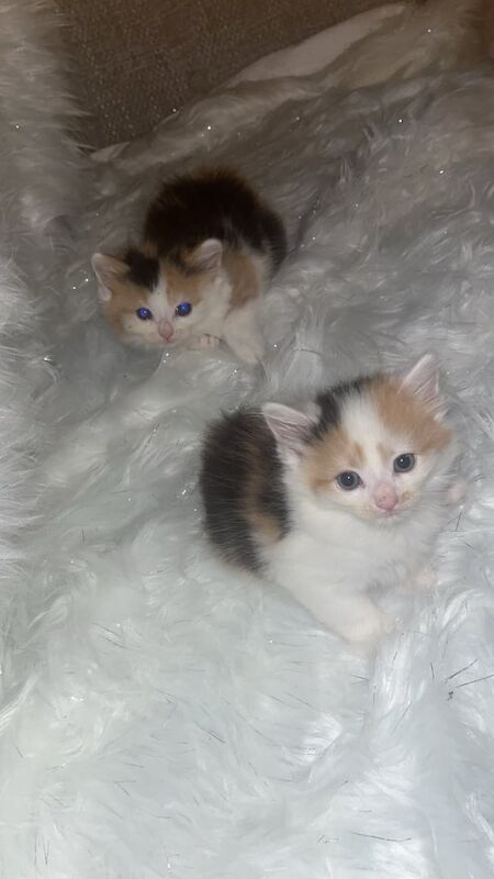 Ragdoll kittens for sale in Swindon, Wiltshire – 8 weeks old - Image 2 of 3