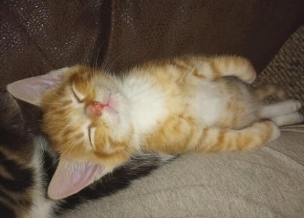 Kittens from first time mom for sale in Ashford, Kent
