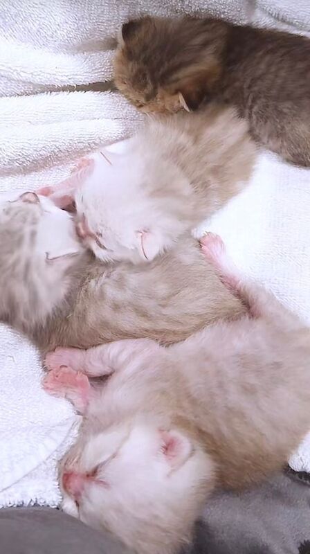 Ragdoll kittens for sale in Richmond, London – 11 weeks old
