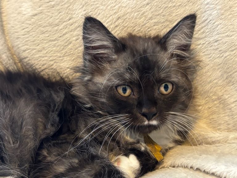 kittens Maine coon cross ragdoll
