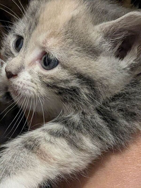 Ragdoll Kittens For Sale