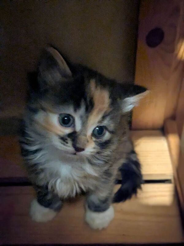 Kittens male and female ragdoll for sale - Image 2 of 4