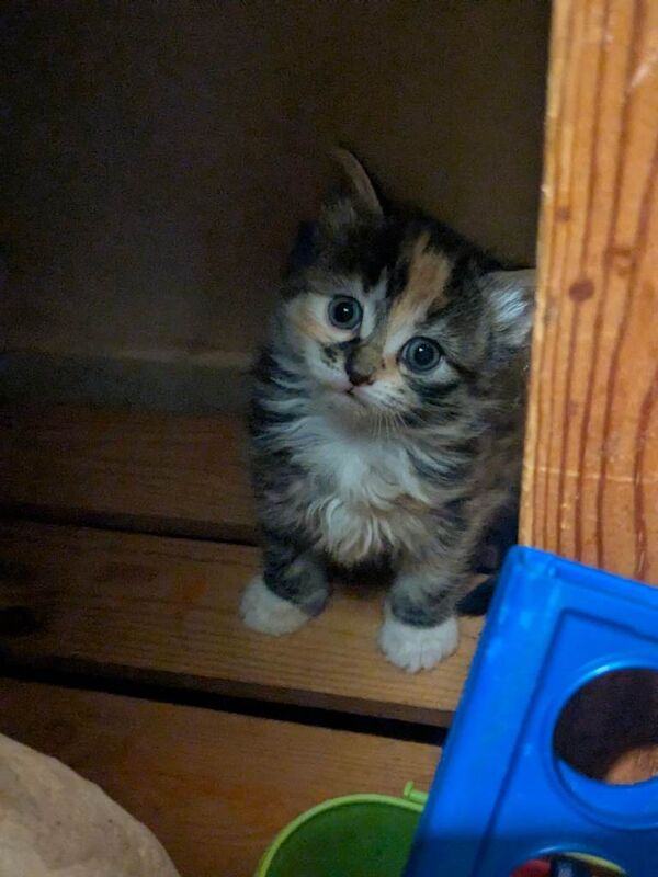 Kittens male and female ragdoll for sale - Image 3 of 4